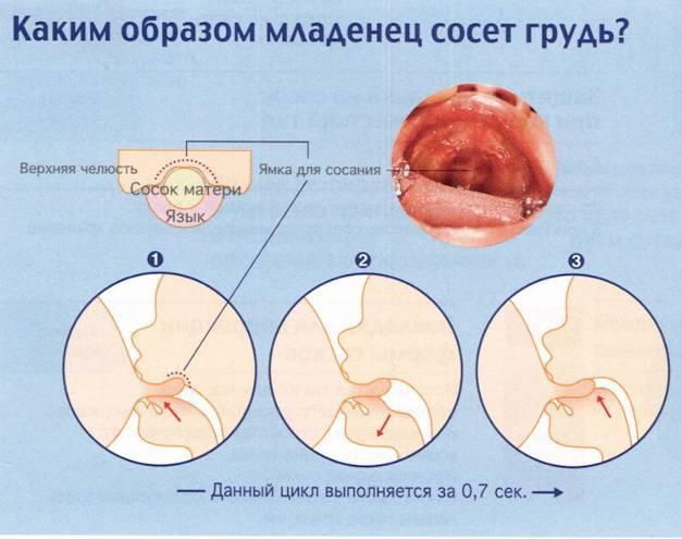 Каким образом младенец сосет грудь